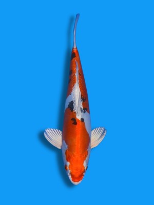 Yamato Nishiki | Koi&Co.